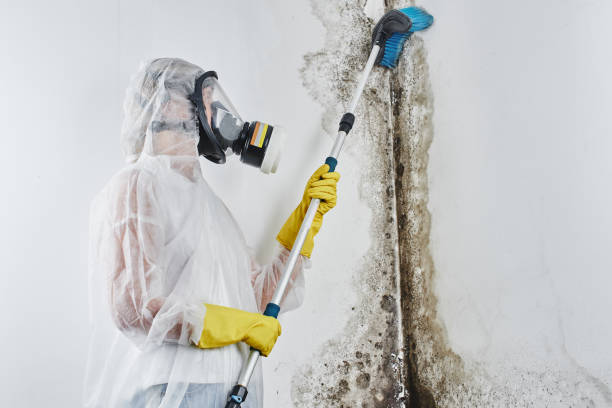 Best Black Mold Remediation in Kelly Ridge, CA
