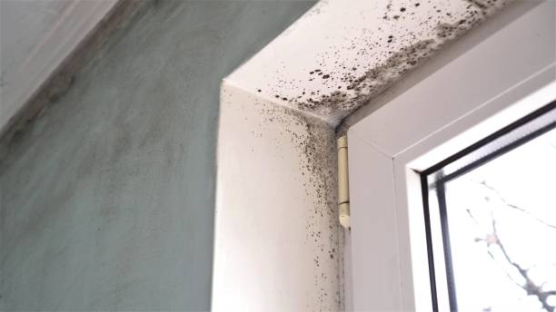 Best Post-Flood Mold Remediation in Kelly Ridge, CA