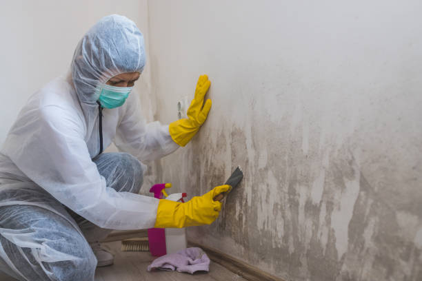 Best Emergency Mold Remediation in Kelly Ridge, CA