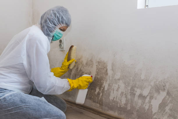 Best Commercial Mold Remediation in Kelly Ridge, CA