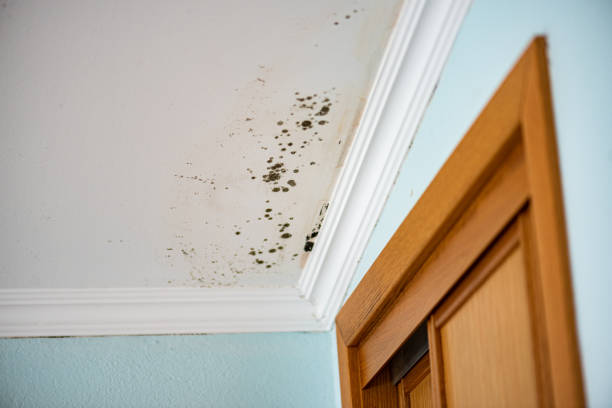 Best Residential Mold Remediation in Kelly Ridge, CA