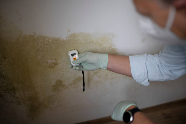 Best Mold Testing and Inspection Services in Kelly Ridge, CA
