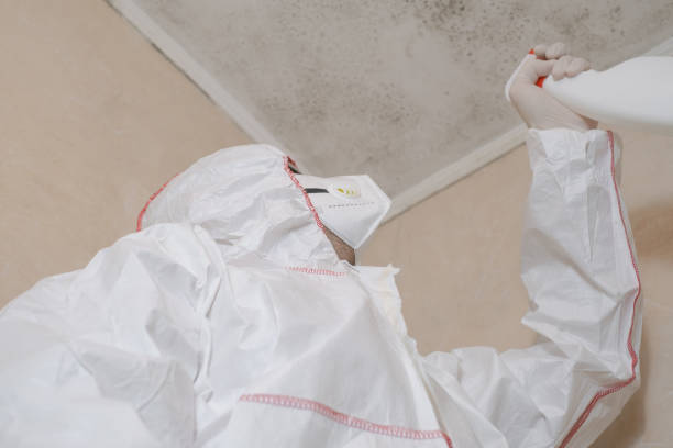 Best Basement Mold Remediation in Kelly Ridge, CA