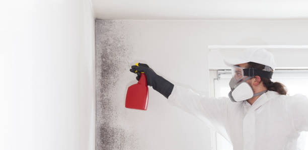 Best Emergency Mold Remediation in Kelly Ridge, CA