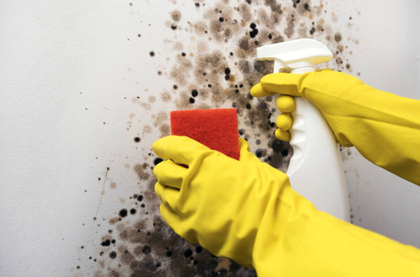 Best Mold Remediation for Schools in Kelly Ridge, CA