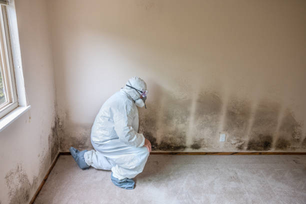 Best Mold Remediation for Specific Building Types in Kelly Ridge, CA