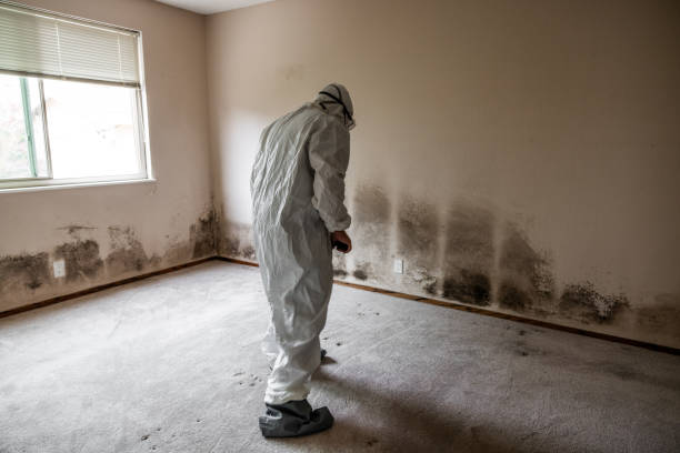 Best DIY Mold Remediation Support Services in Kelly Ridge, CA