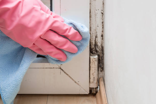 Best Kitchen Mold Remediation in Kelly Ridge, CA