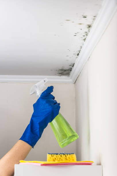 Best Post-Remediation Services in Kelly Ridge, CA